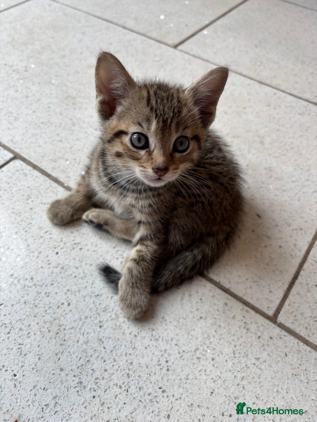 British Shorthair cats for sale: Kittens  - Image 10