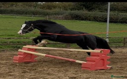 Welsh Section D horses for sale: Ebony - A 148 with huge potential !! - Image 3