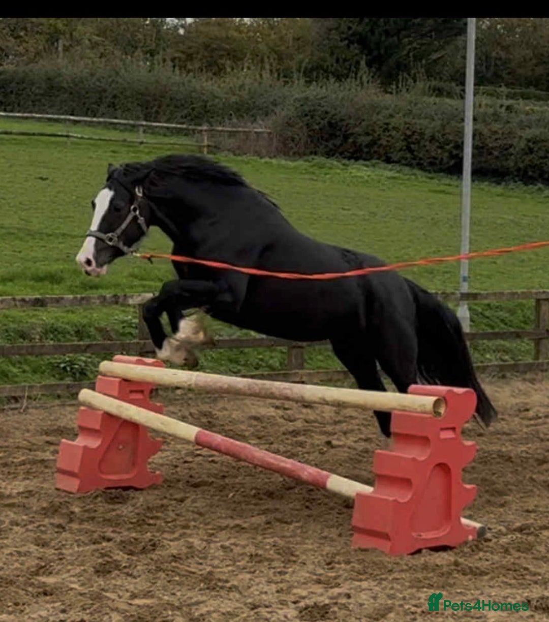Welsh Section D horses for sale: Ebony - A 148 with huge potential !! - Image 3