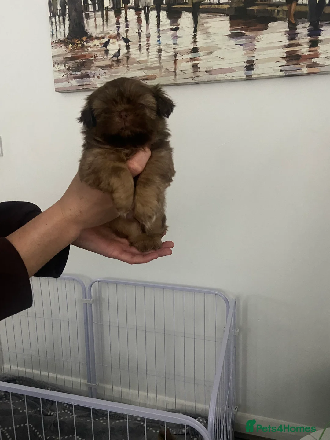 Shih Tzu dogs for sale: Colilo pups - Advert 9