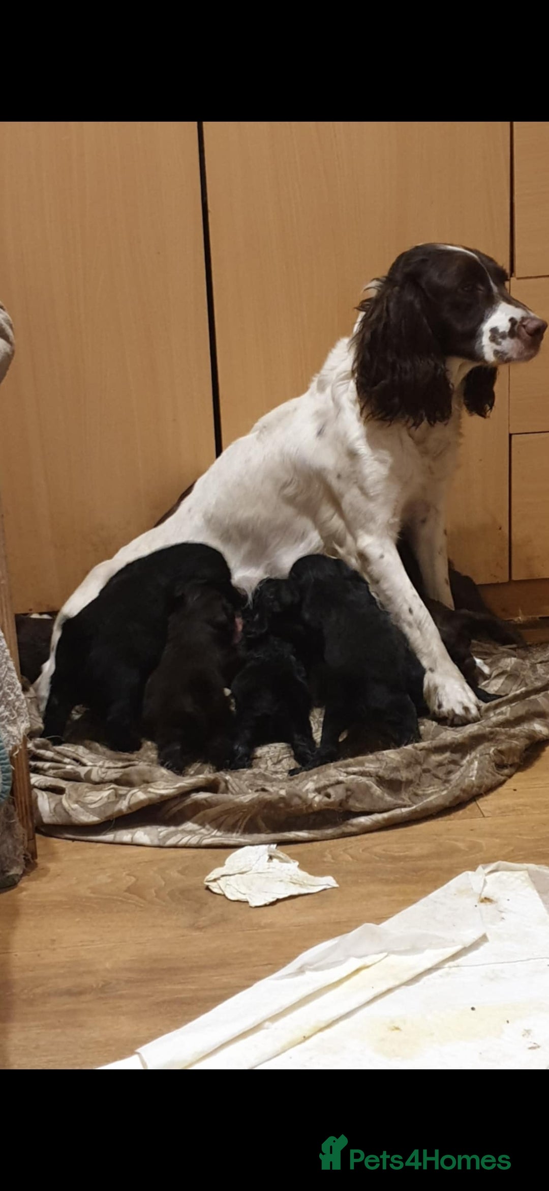 Mixed Breed dogs Beautiful boys  - Advert 1