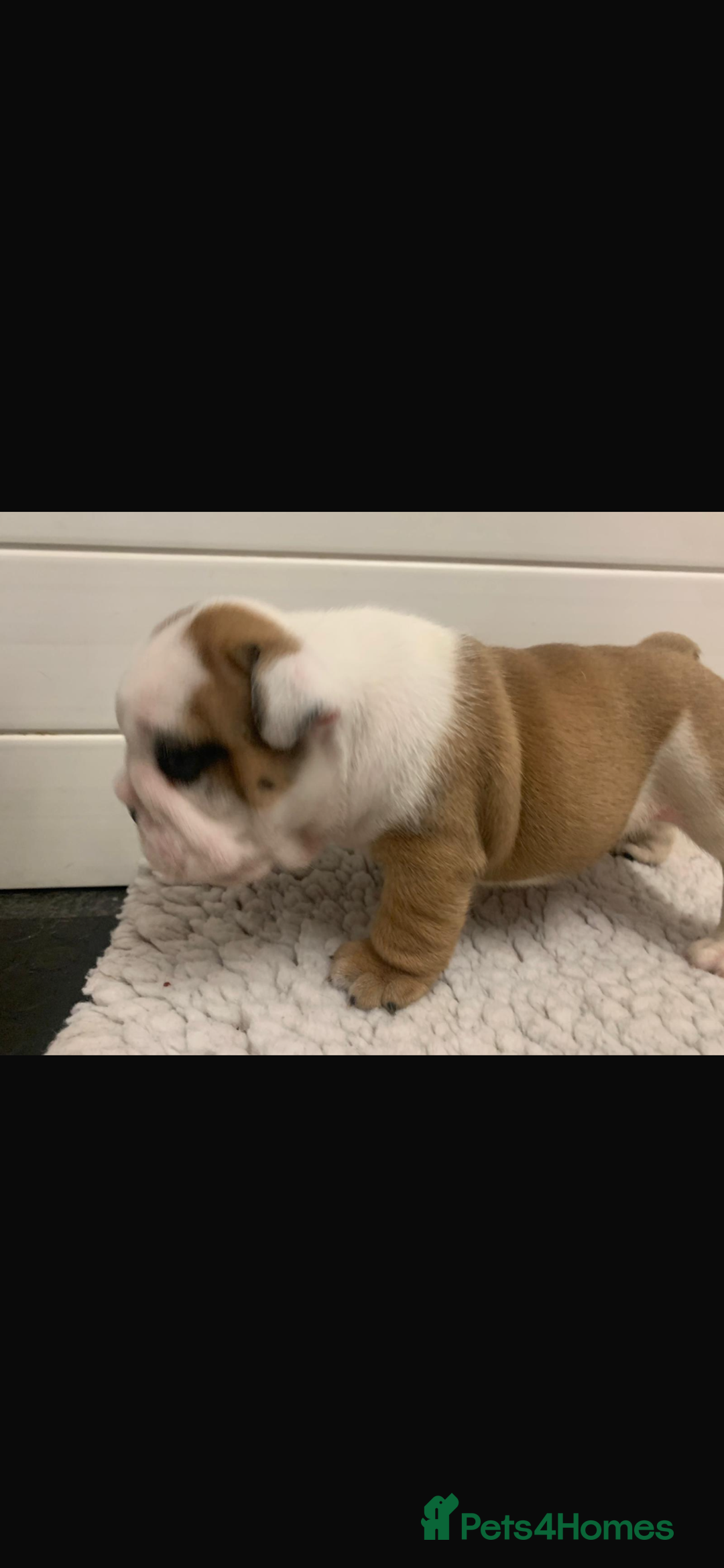 English Bulldog dogs for sale: Champion Rosebull Ralph Mystyle puppies - Image 16