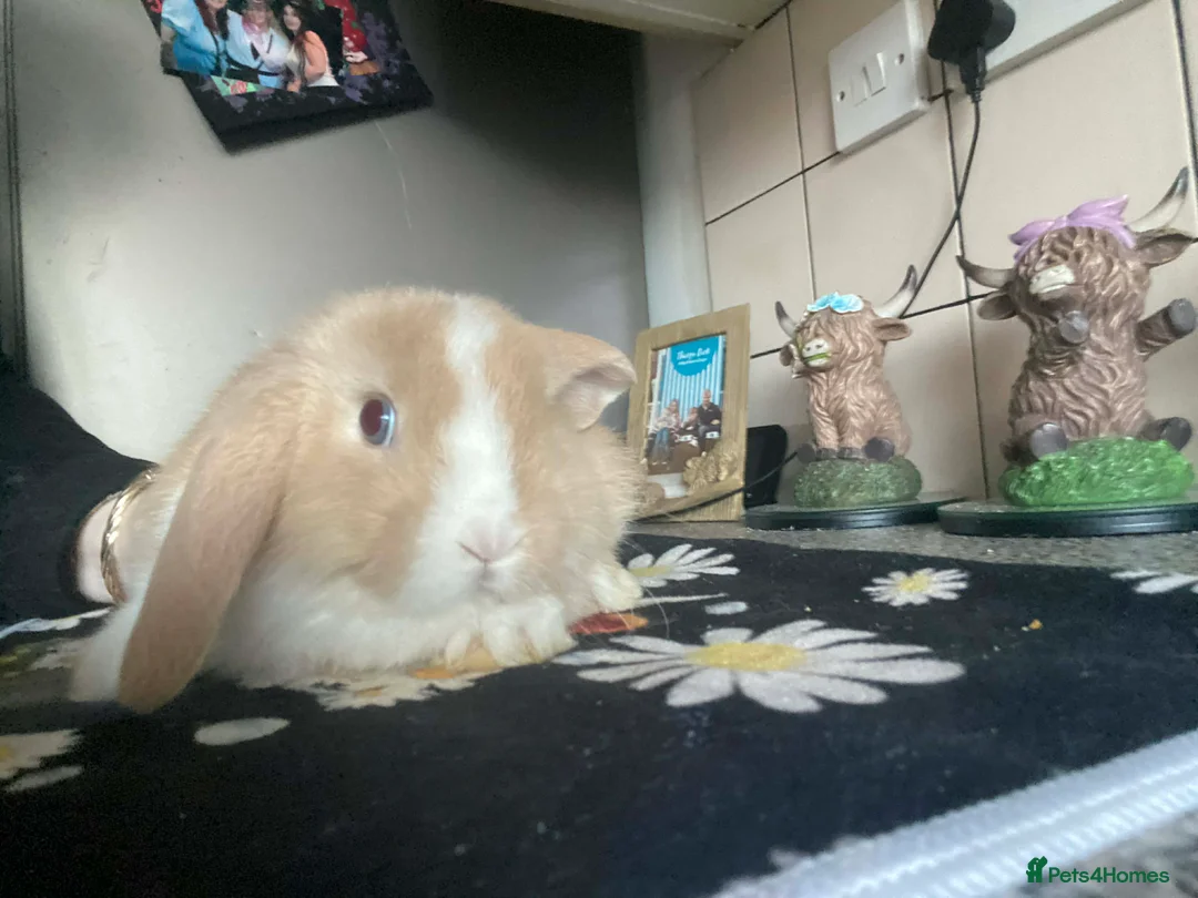 Mini Lop rabbits for sale: Ready to leave now  - Advert 1