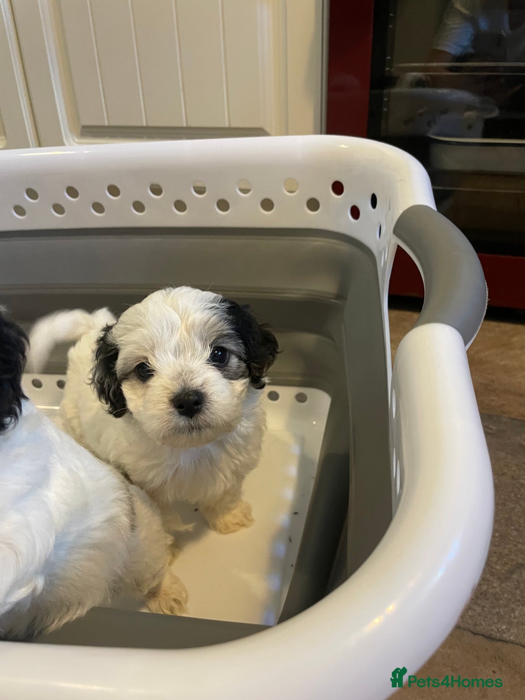 Mixed Breed dogs for sale: Cockapoo x Maltese (Maltipoo) - Image 6