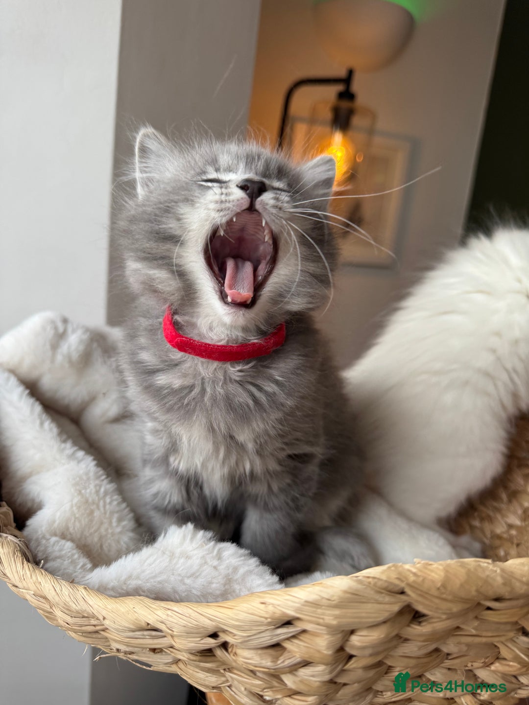 RagaMuffin cats for sale: Beautiful Ragamuffin Kittens - BSH/Ragdoll Cross - Advert 9