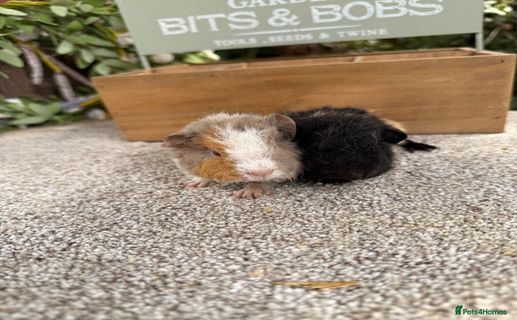 Guinea Pig rodents for sale - Advert 3