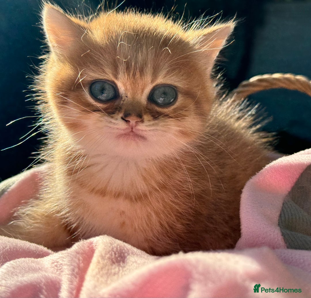 British Shorthair cats for sale:  GCCF champion lines Ny12  Bsh golden chinchilla  - Advert 3