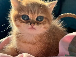 British Shorthair cats GCCF Ny12 champion lines Bsh golden chinchilla - Advert 14