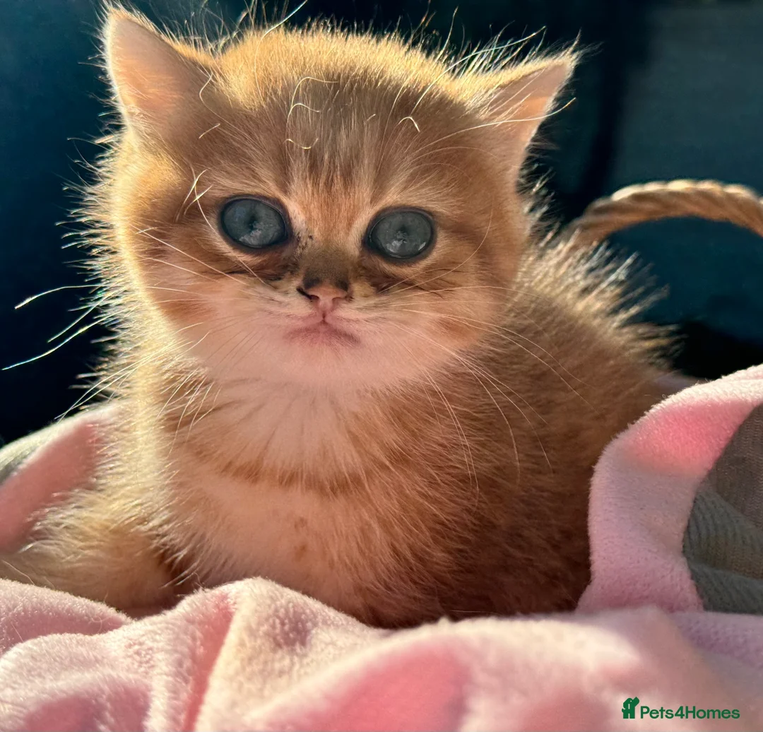 British Shorthair cats for sale: GCCFreg shampion parents  BSH  golden chinchilla   - Advert 8