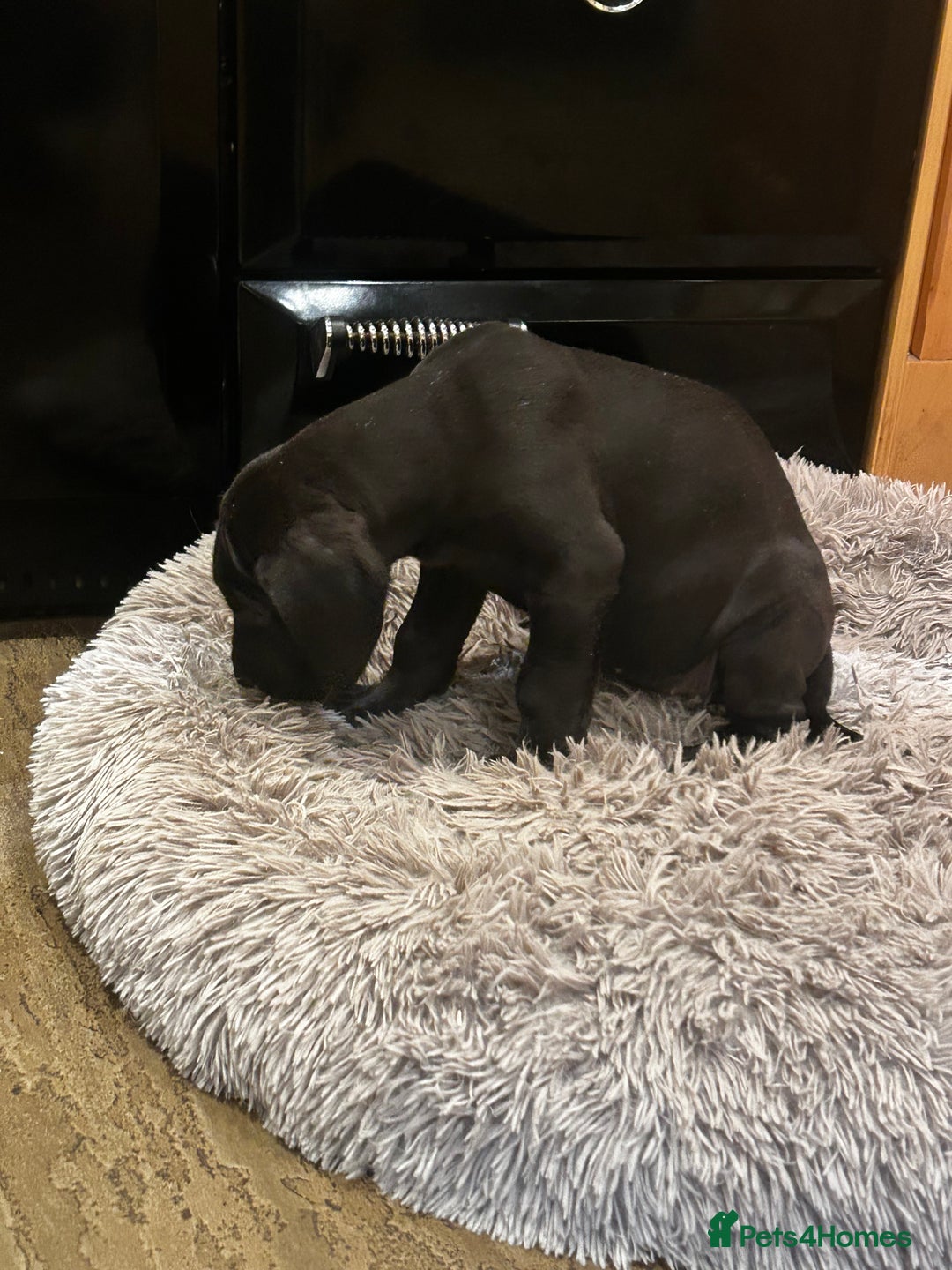 Great Dane dogs for sale: READY NOW… 3 BLACK GIRLS AVAILABLE  - Advert 6