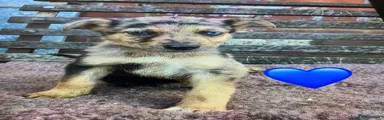 German Shepherd 1