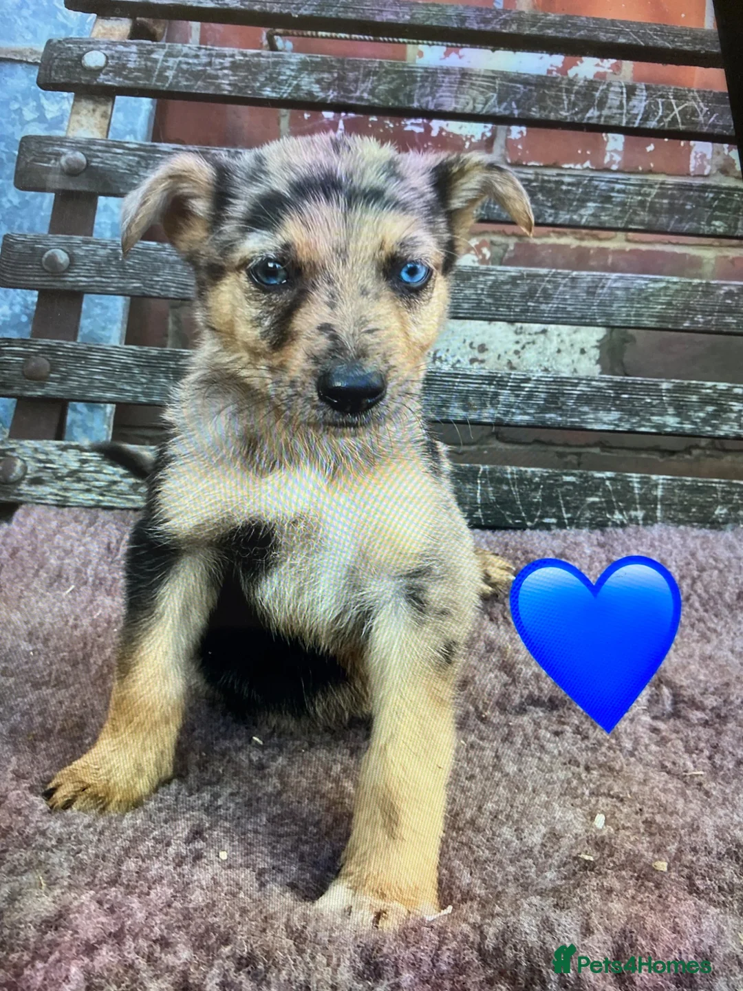 German Shepherd dogs for sale: GSD X COLLIE,BIG CHUNKY FARM BRED PUPS. - Advert 1