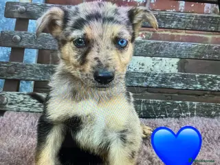 German Shepherd dogs GSD X COLLIE,BIG CHUNKY FARM BRED PUPS. - Advert 9