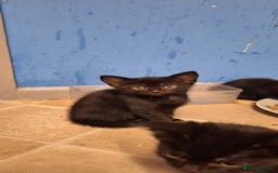 Mixed Breed cats for sale: 🐾 5 Gorgeous Kittens Ready for New Homes 🐾 - Image 14