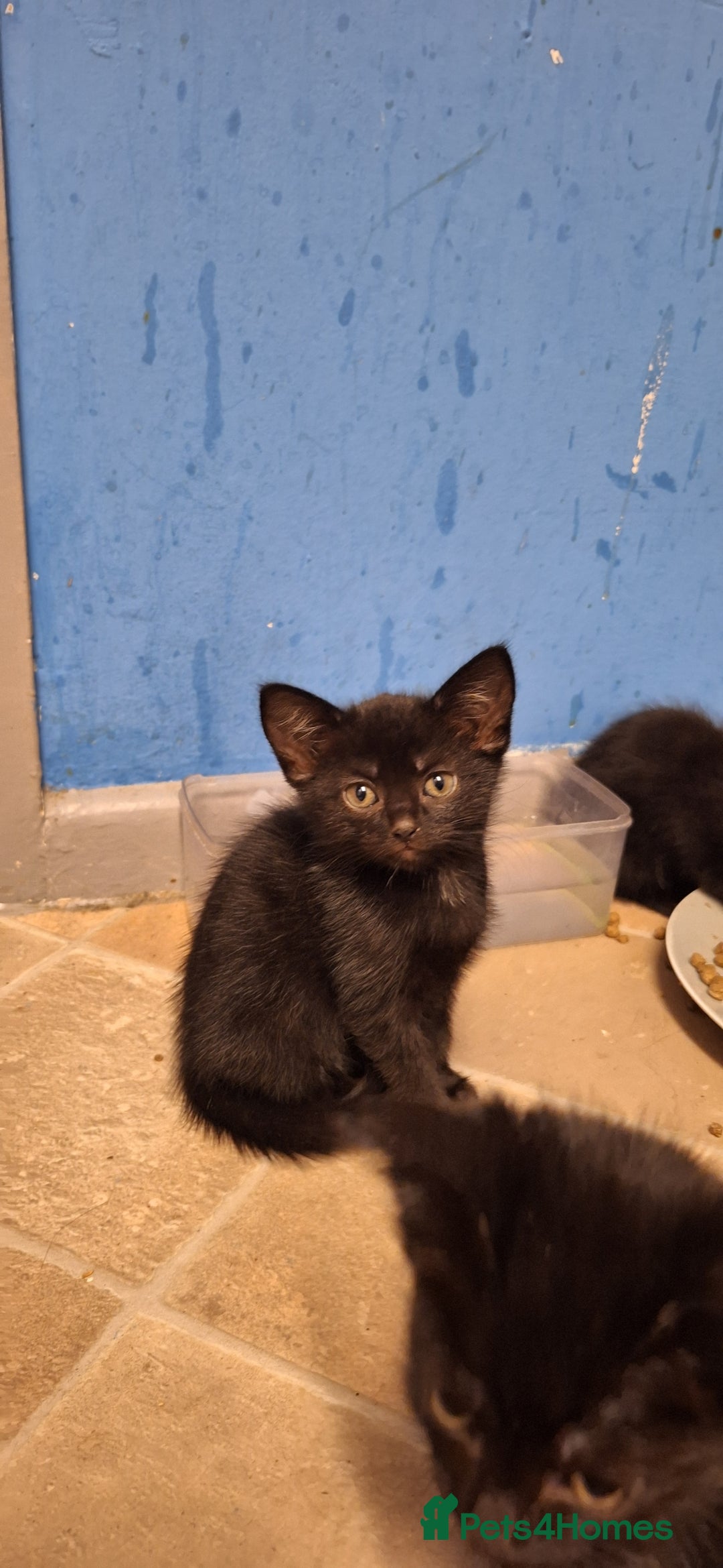 Mixed Breed cats for sale: 🐾 5 Gorgeous Kittens Ready for New Homes 🐾 - Image 14