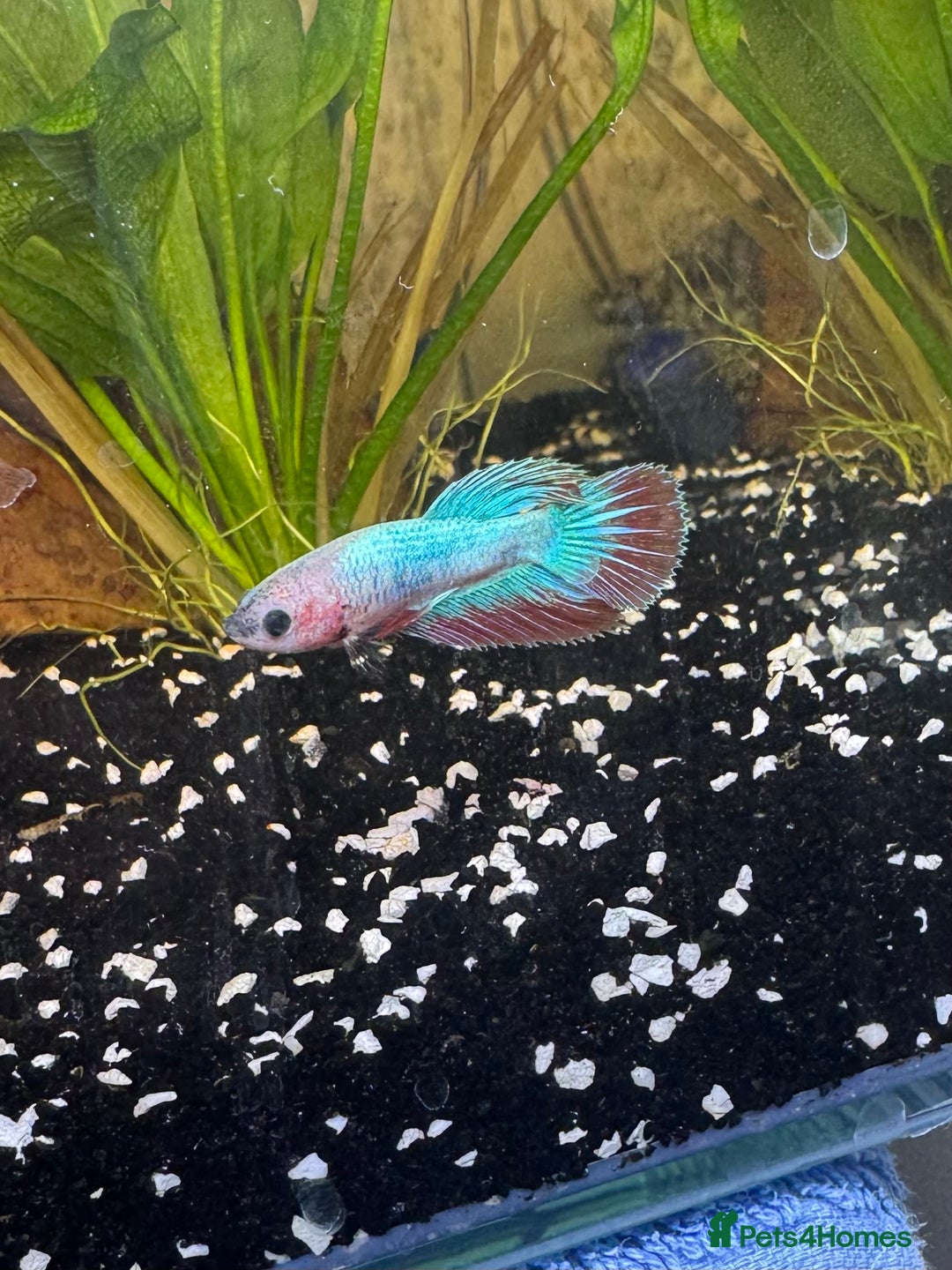 Bettas fish for sale: Male and female bettas for sale - Advert 4