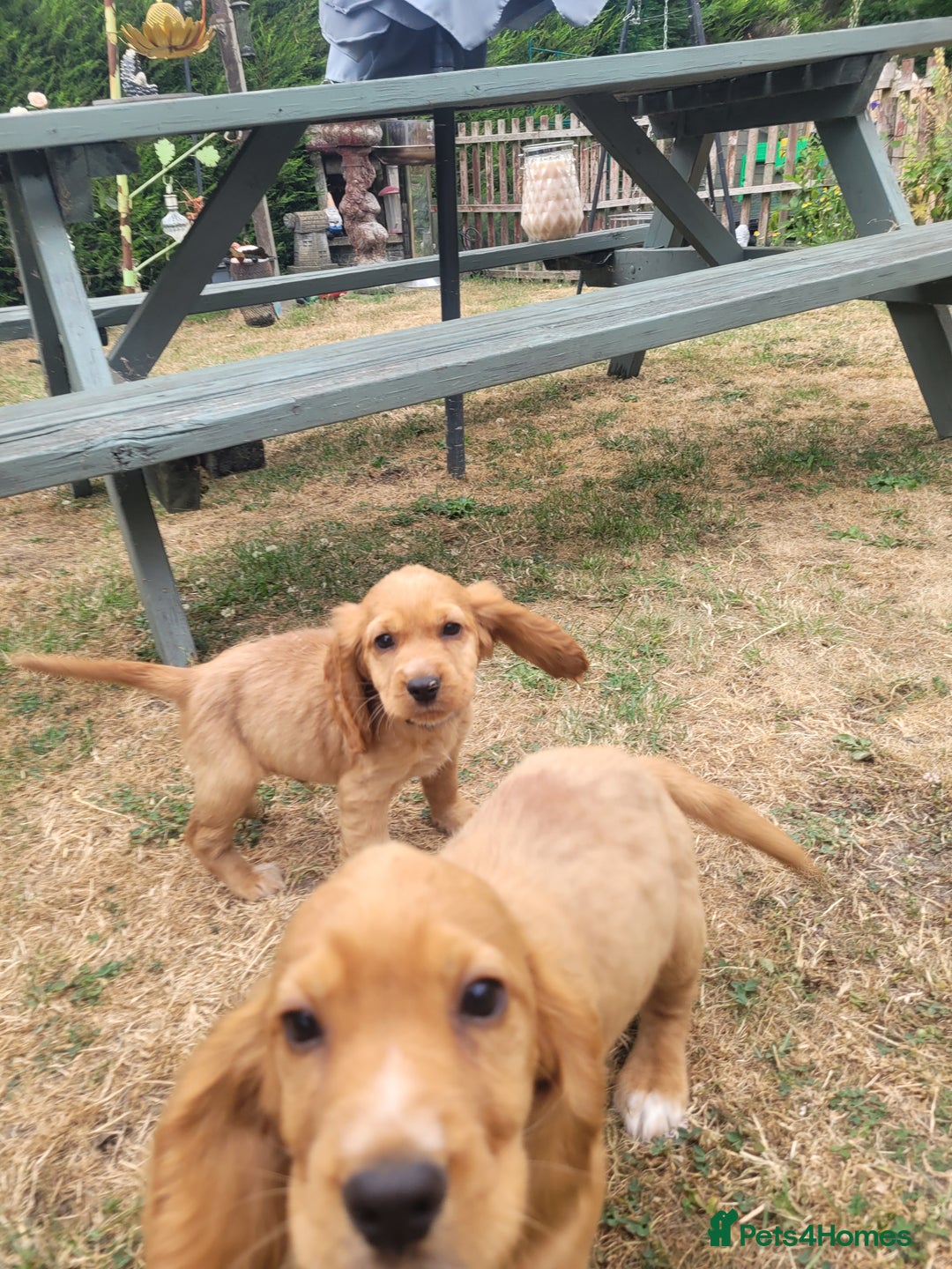 Cocker Spaniel dogs for sale: Cocker spaniel puppies - Image 6