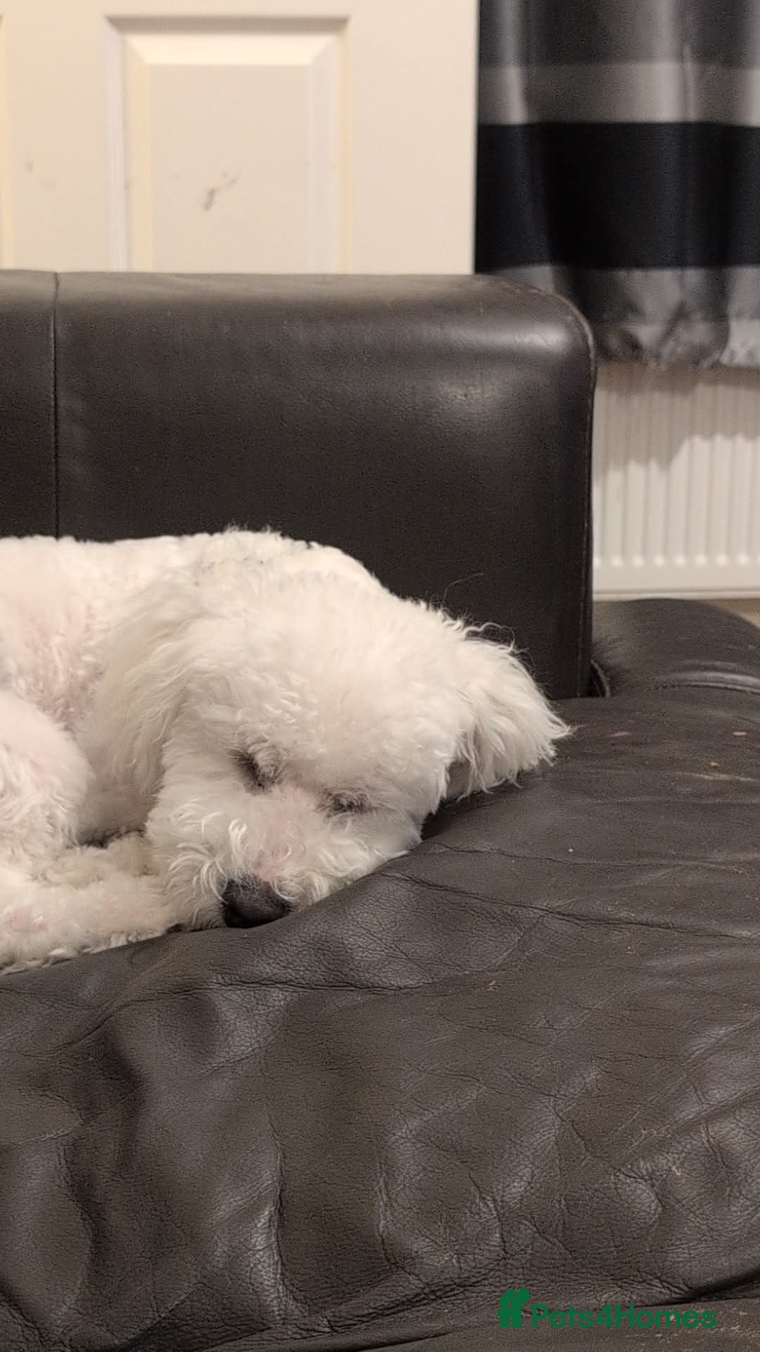 Mixed Breed dogs for sale: 6 month old Bichon x shichon puppy - Advert 2