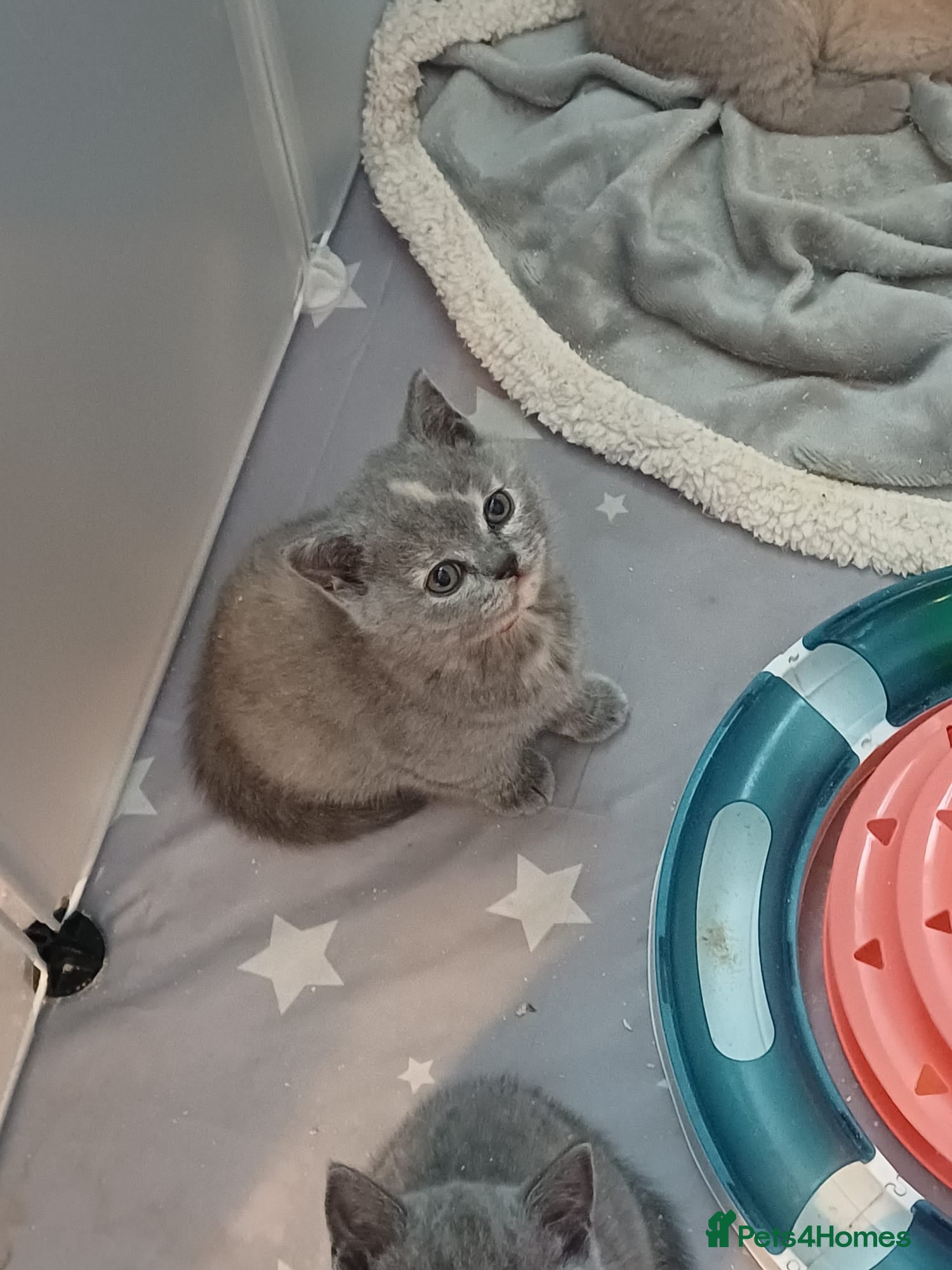 British Shorthair cats British shorthair kittens  - Advert 18