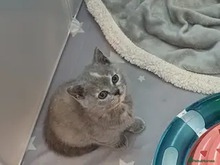 British Shorthair cats British shorthair kittens - Advert 14