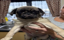 Pug dogs for sale: Pug puppies *READY NOW!!* - Image 33