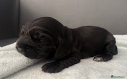 Cocker Spaniel dogs for sale: Show Type KC Cocker Spaniels, 5 star Breeder - Image 13