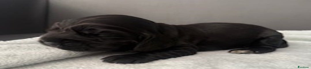Cocker Spaniel Puppy 1