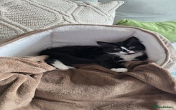 Mixed Breed cats for sale: Mixed breed - Image 1
