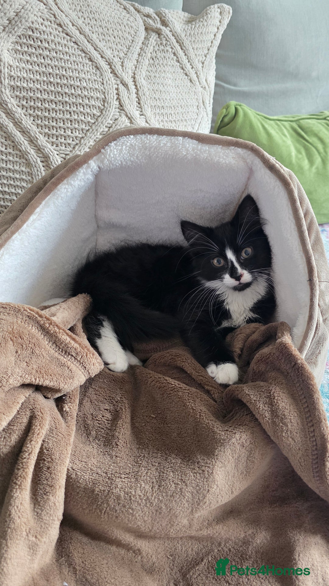 Mixed Breed cats for sale: Mixed breed - Image 1