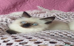 Ragdoll cats for sale: 💗Beautiful GCCF Registered Ragdoll Kittens. - Image 9