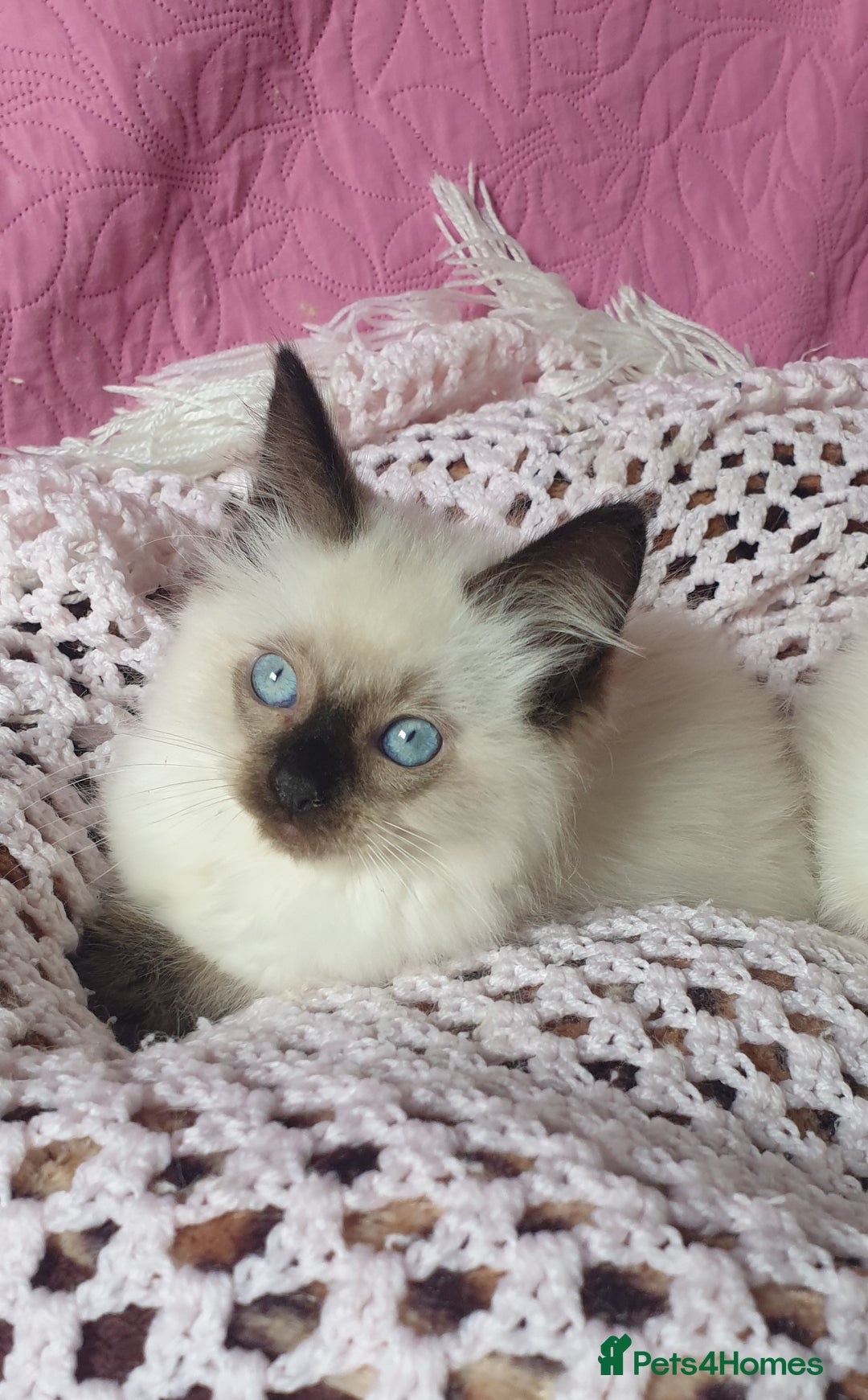 Ragdoll cats for sale: 💗Beautiful GCCF Registered Ragdoll Kittens. - Image 9