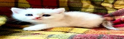 British Shorthair cats for sale: Rare Copper Silver British Shorthair Male - Advert 1