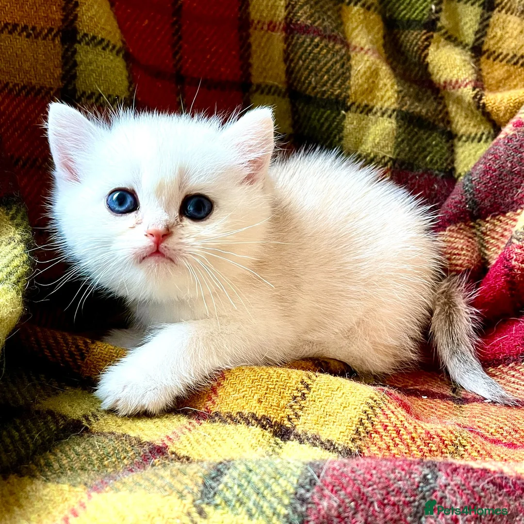 British Shorthair cats for sale: Rare Copper Silver British Shorthair Male - Advert 1