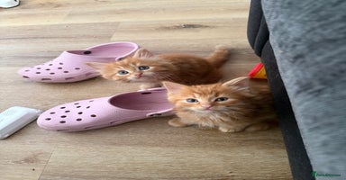 Persian cats - Advert 1