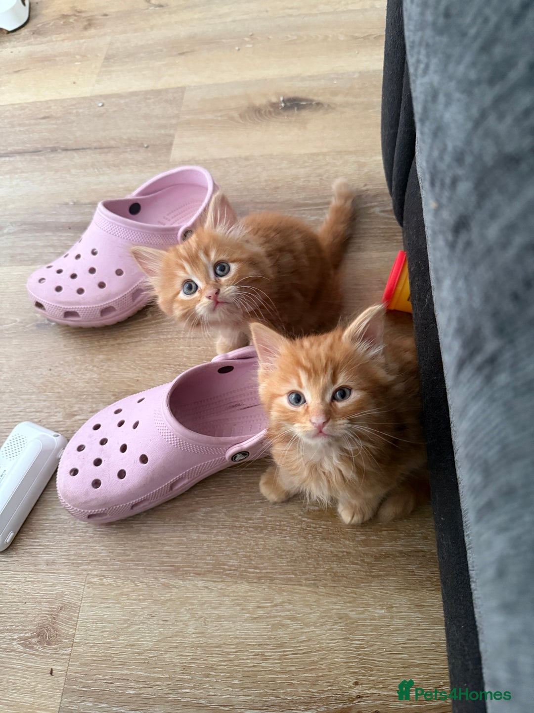 Persian cats for sale: Ginger boys 💚 - Image 3