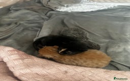 Mixed Breed cats for sale: 1 Ginger boy and 1 Tabby girl available  - Image 11