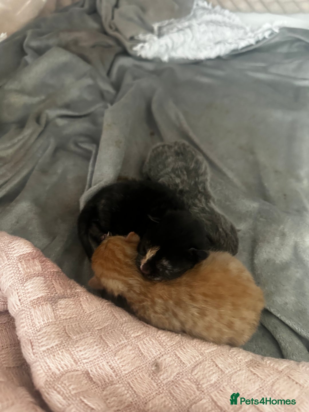 Mixed Breed cats for sale: 1 Ginger boy and 1 Tabby girl available  - Image 11
