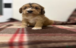 Cockapoo dogs for sale: stunning toy cockapoo  - Advert 13