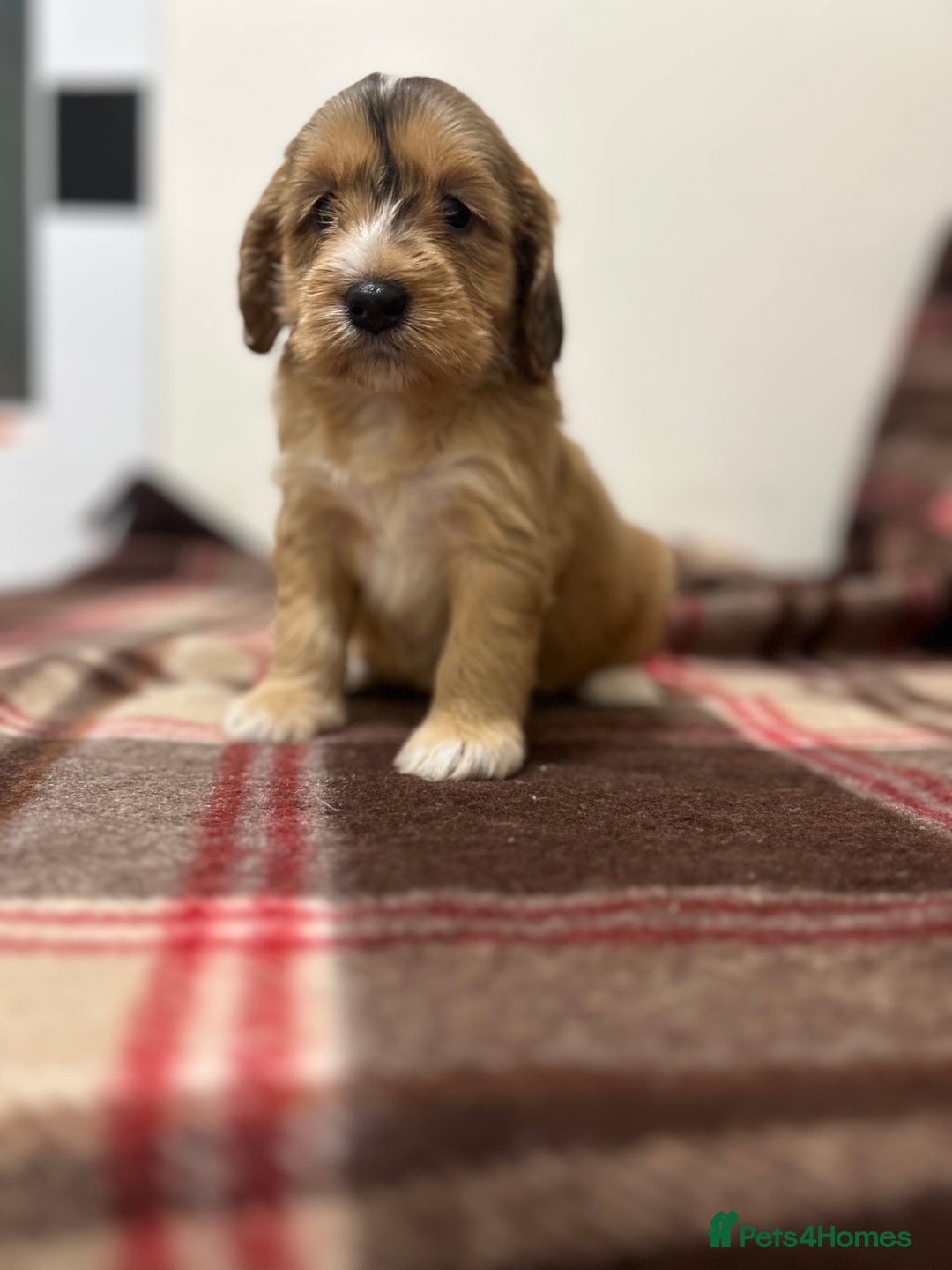 Cockapoo dogs for sale: stunning toy cockapoo  - Advert 13