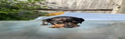 Dachshund dogs for sale: Stunning mini dachshunds  - Advert 20