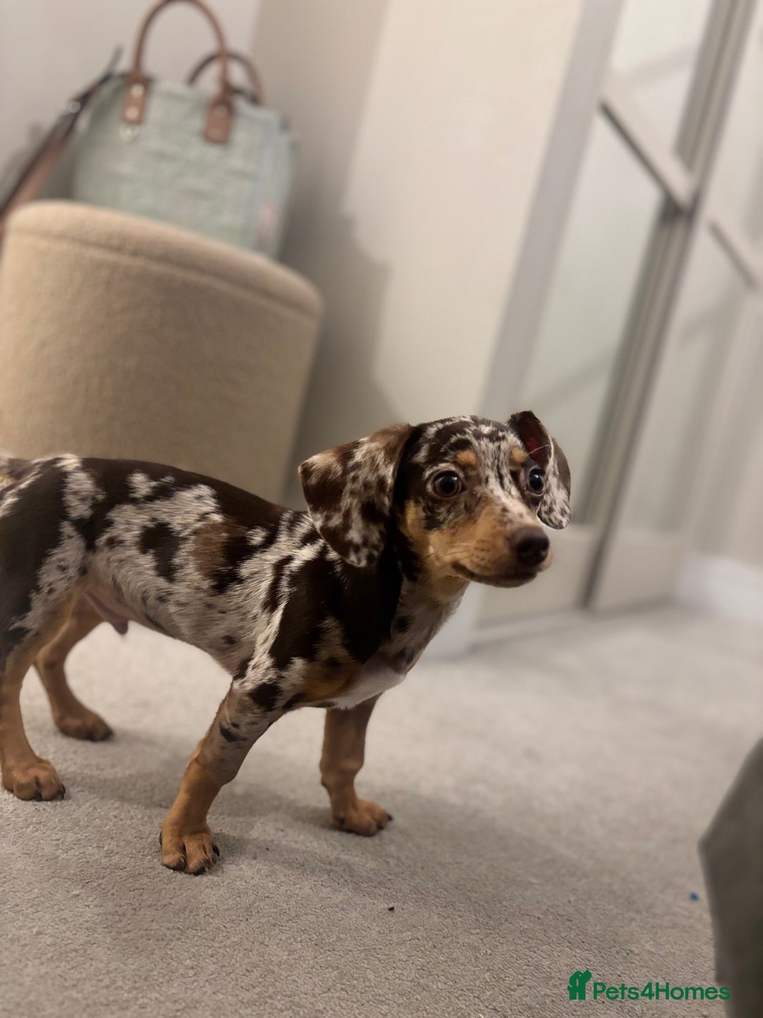 Mixed Breed dogs for sale: Chiweenie puppy - Advert 6