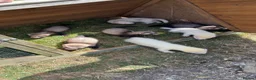Ferret rodents for sale: Ferrets for sale  in Canterbury - Advert 1