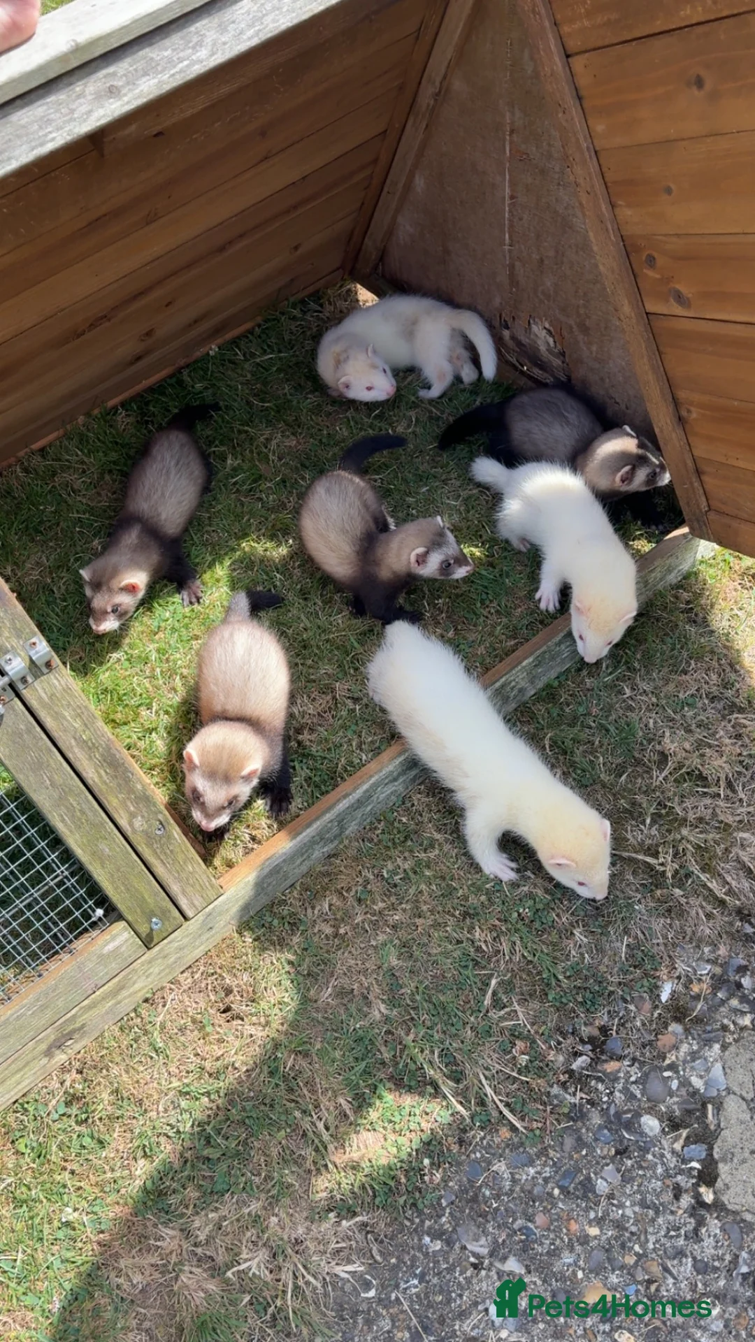 Ferret rodents for sale: Ferrets for sale  in Canterbury - Advert 1