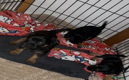 Border Terrier dogs for sale: Beautiful Border Terrier Pups - Image 13