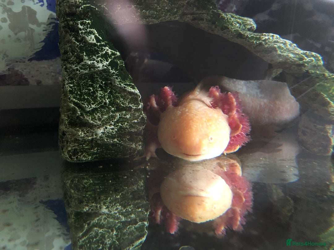 Other/Mixed Breed fish for sale: 5year old Axolotl  - Image 3