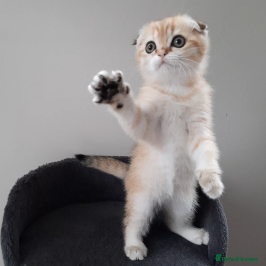 Scottish Fold cats for sale: TICA Registered Scottish Fold Two Spayed Kittens  - Image 25