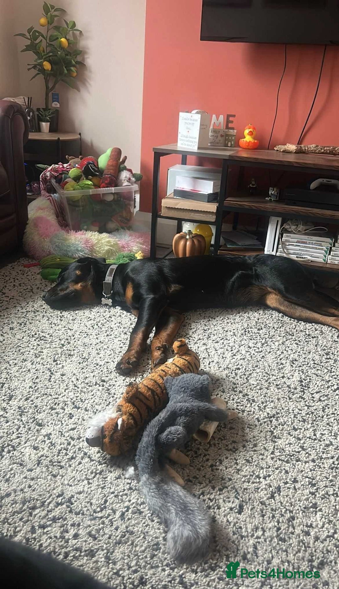 Mixed Breed dogs for adoption: Meet Nova, currently residing in Liverpool  - Advert 2