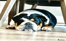 English Bulldog dogs for sale: Beautiful English bulldog puppies  - Advert 23