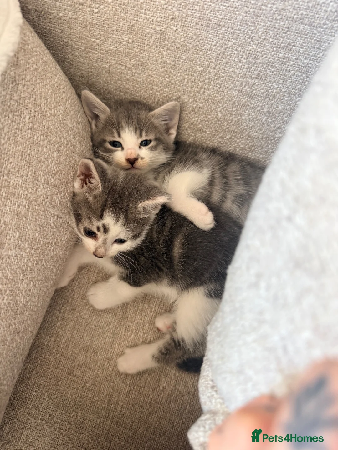Mixed Breed cats for sale: Two lovely girls left - Advert 1