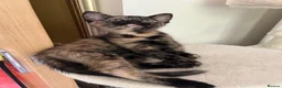 Mixed Breed cats for sale: 5 lovely kittens 🐾 - Advert 23